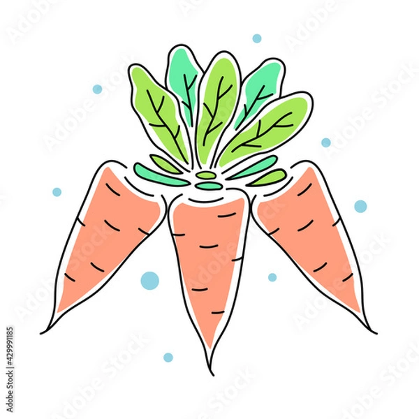 Obraz Vector illustration of bunch of orange carrot with green leaf