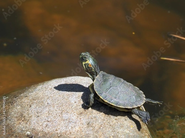 Obraz baby red eared slider sunning on rock, Trachemys scripta