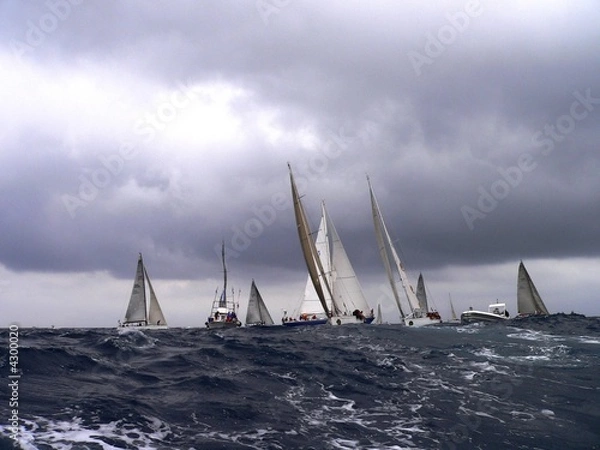 Obraz regate veliche