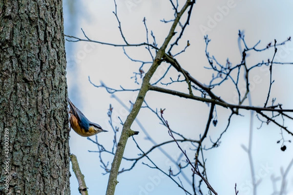 Obraz bird on a branch