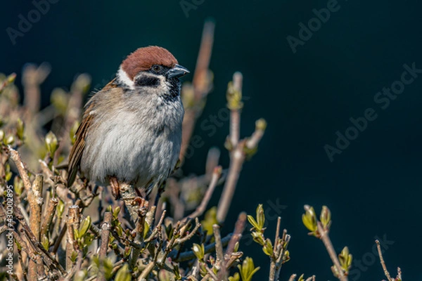 Obraz sparrow on a grass