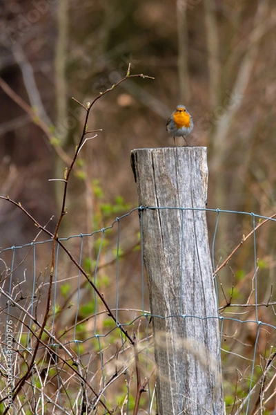 Obraz ladybird on a tree
