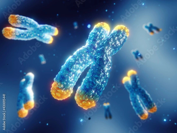 Obraz Telomeres are found on both ends of chromosomes. Telomere length is affected by lifestyle and has direct impact on human health and lifespan. Chromosome damage and repair concept.