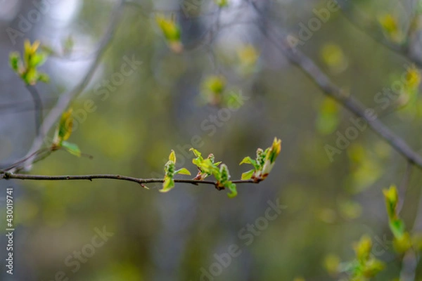 Fototapeta small tree branches in spring on neutral blur background
