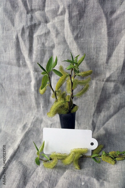 Fototapeta willow branch in a vase on a gray drapery
