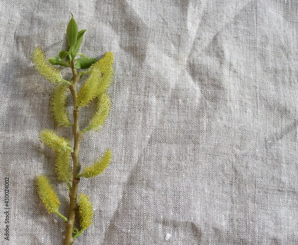 Fototapeta willow branch in a vase on a gray drapery
