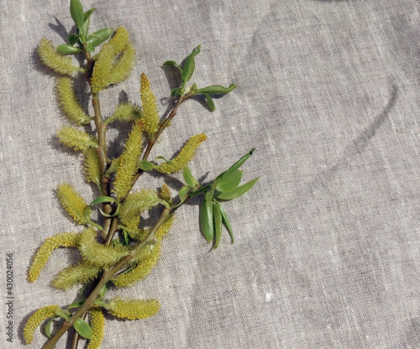 Fototapeta willow branch in a vase on a gray drapery

