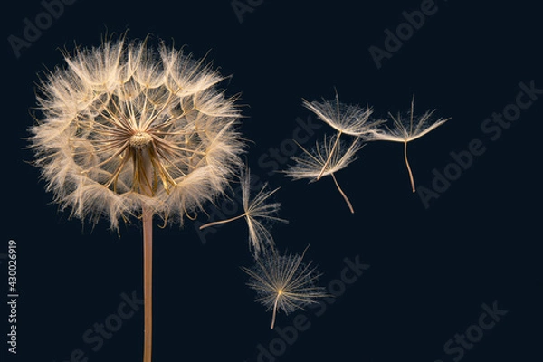Fototapeta dandelion seeds fly from a flower on a dark background. botany and bloom growth propagation.