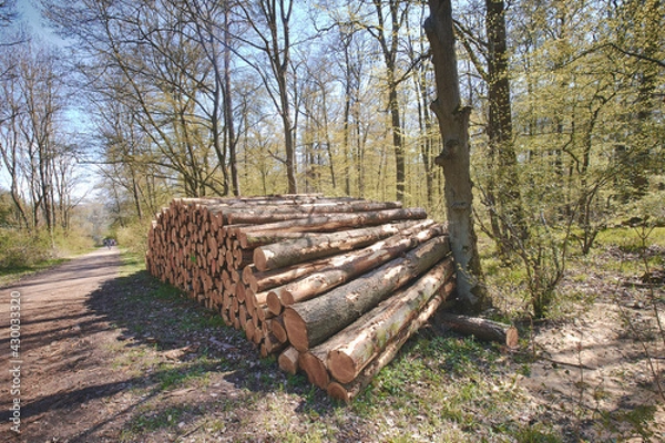 Obraz Baumstämme im Wald