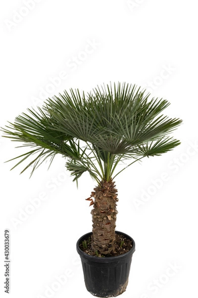 Obraz Chamaerops humilis 