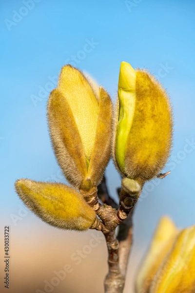 Obraz Magnolia GoldenGift