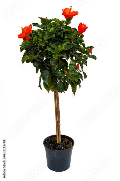 Obraz Hibiscus Rosa Sinensis