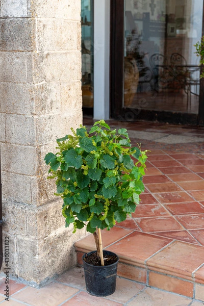 Obraz Vitis vinifera 