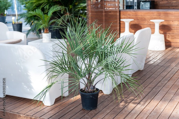 Obraz Butia capitata