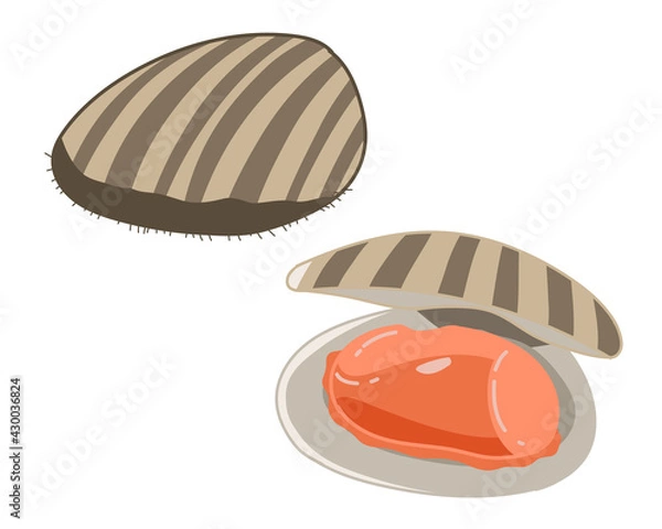 Obraz 赤貝　線無し