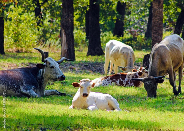 Obraz Cows in the meadow