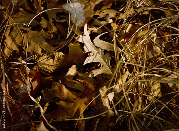Fototapeta Autumn Memories. A forest floor still life of a solitary highlighted leaf on a pile of leaves, surrounded by a ring of fallen grass and snow. Thousand Hills State Park, Kirksville, Missouri, 1980.