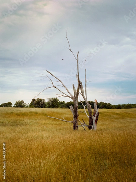 Fototapeta Dead Trees in Hayfield. An isolated pair of dead trees in a golden hayfield on an overcast day providing a landing spot for several birds. Near Bethel, Missouri, USA, 1981.