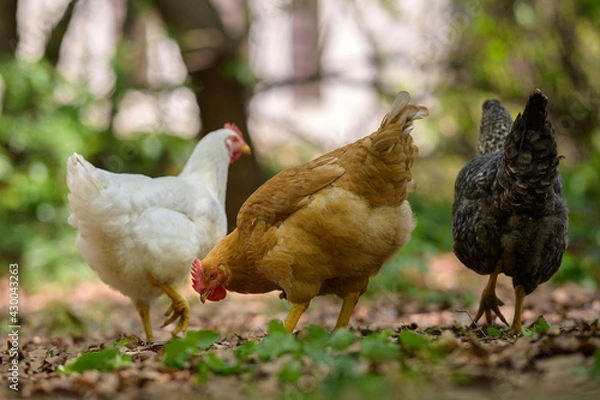 Fototapeta Insieme di tre galline colorate che razzolano in libertà in cerca di cibo