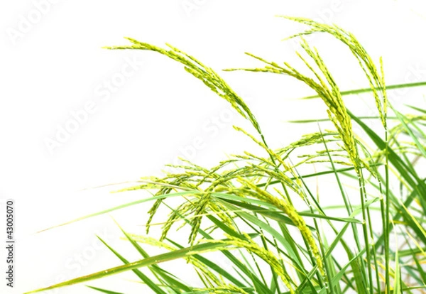 Fototapeta Paddy rice on white background