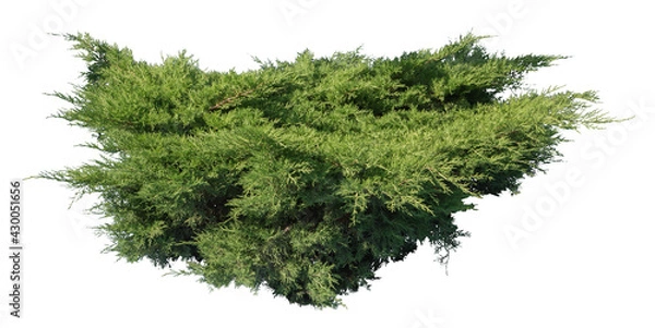 Obraz Juniper shrub, isolated plant on white background
