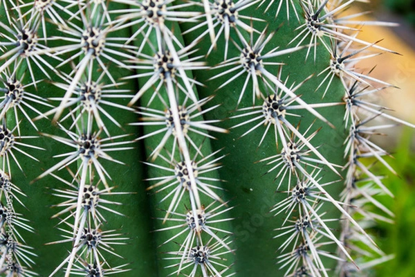 Obraz close up of cactus