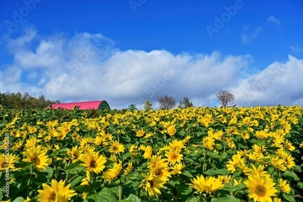 Fototapeta 青空バックに満開のヒマワリ咲く丘の情景＠富良野、北海道