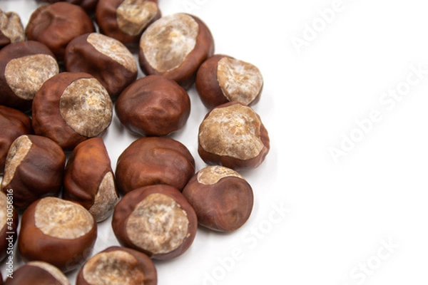 Obraz Isolated photos of horse chestnut seeds on a white background