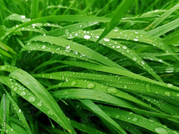 Fototapeta green grass
