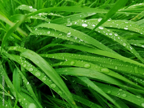 Fototapeta green grass