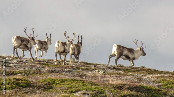 Obraz deer in the wild