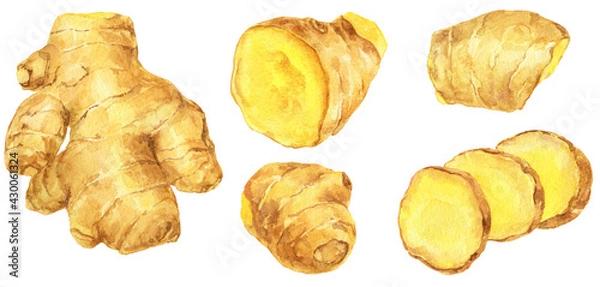 Obraz 生姜　水彩画　いろんなしょうがの素材集