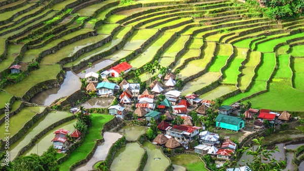 Obraz rice terraces