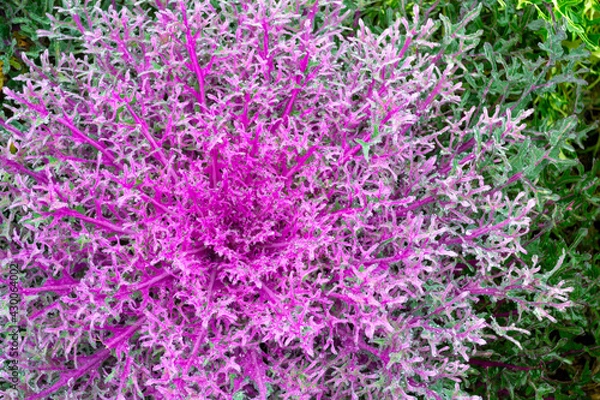 Fototapeta Close-up of blooming purple - pink decorative cabbage. Wep Acephala or brassica oleracea decorative. Macro, top view. Rain drops.