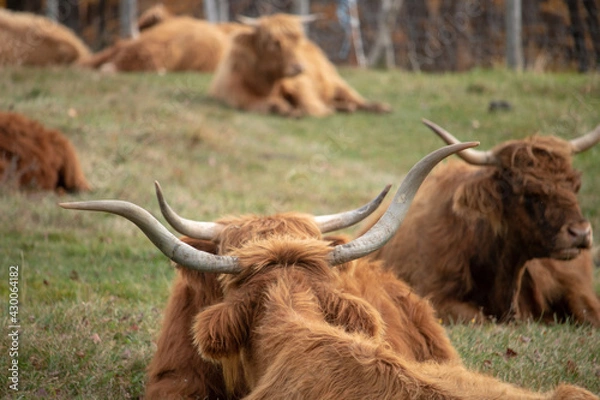 Obraz HIghland cow