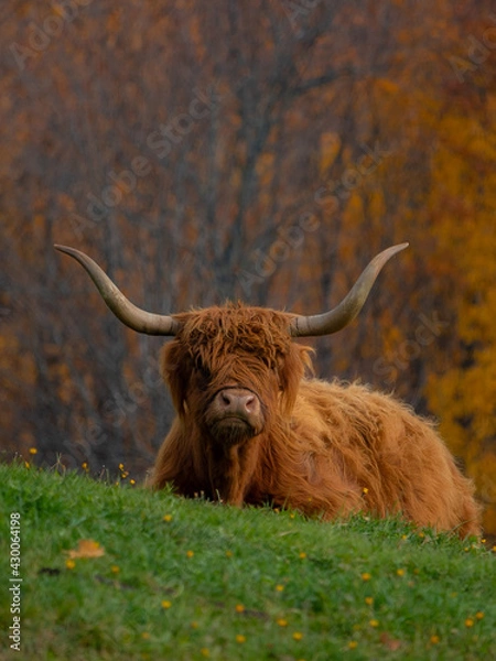 Obraz Highland cow