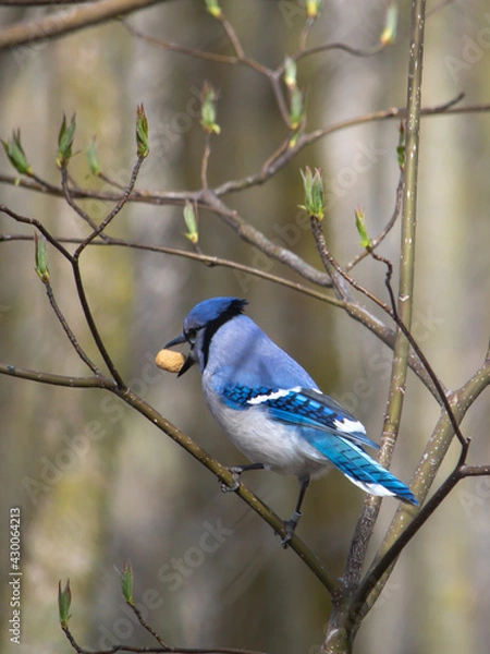 Obraz Blue jay