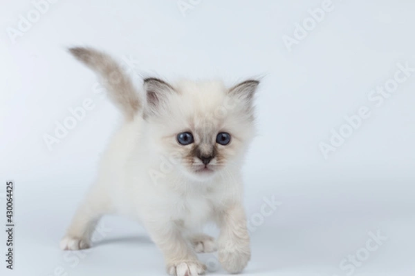 Fototapeta Sacred Birman kitten on a light background, birma