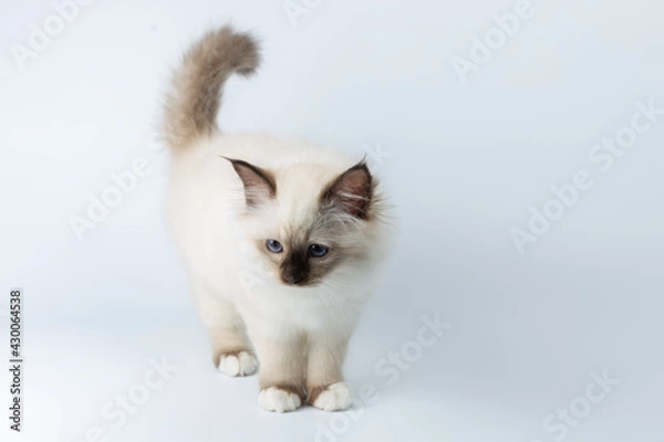 Fototapeta Sacred Birman kitten on a light background, birma