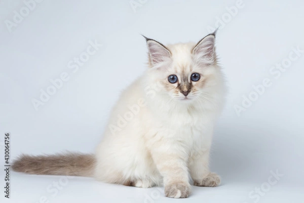 Fototapeta Sacred Birman kitten on a light background, birma