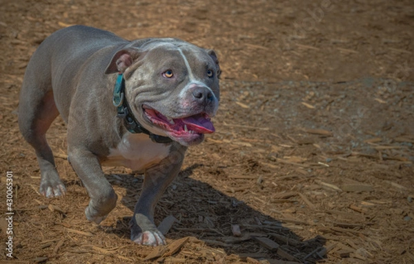 Fototapeta 2021-04-11 A GREY AND WHITE PITBULL AT MARYMOORE PARK IN REDMOND WASHINGTON