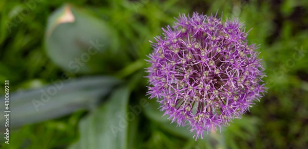 Obraz Blooming garlic. Beautiful purple flower on a background of greenery. Top view, close-up