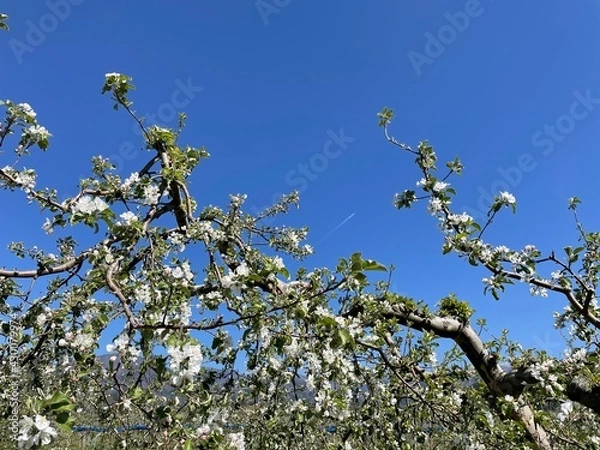 Fototapeta りんごの木と飛行機