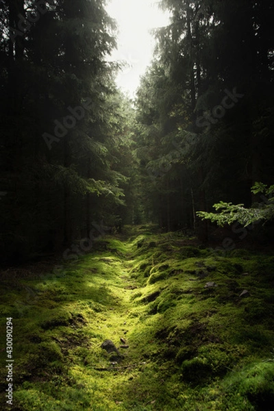 Obraz The beautiful scenery of a green forest during a sunny day with green moss covering the forest floor
