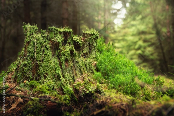 Obraz Old mossy tree stump in the forest