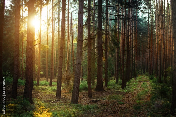 Obraz Silent forest with beautiful bright sun rays, wanderlust