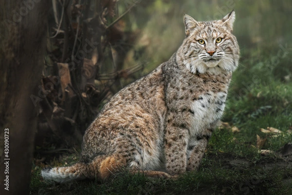 Obraz Bobcat (Lynx rufus) sitting on the green grass and looking at the camera
