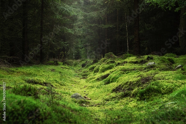 Obraz Beautiful and peaceful forest with green moss covering the forest floor