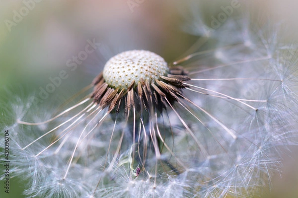 Fototapeta Dandelion macro