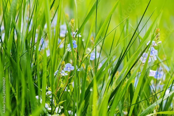Fototapeta Wild Grass Background